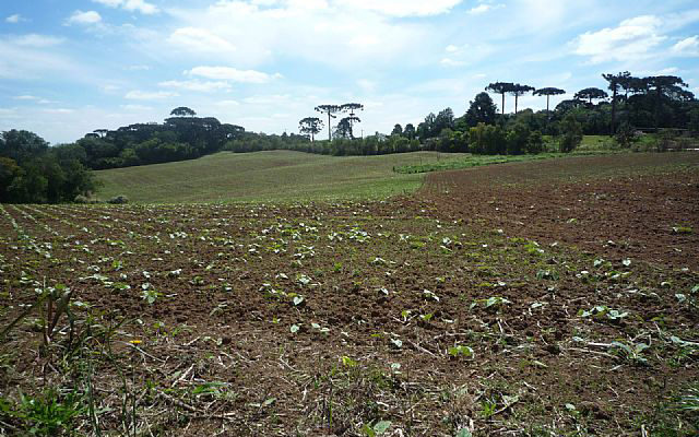 Área para Loteamento em Fazenda Rio Grande